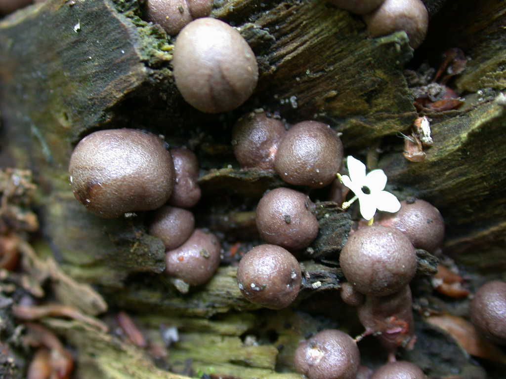 Lycogala epidendrum (J.C. Buxb. ex L.) Fr.(PROVA)